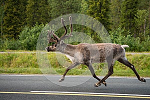 Caribou on street finland photo