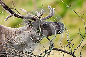 Caribou - Tundra Raindeer  - Finland