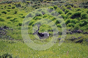 Caribou in the Wild