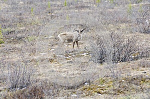 Caribou in the Wild