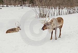 Caribou in the winter (Omega Park of Quebec) photo