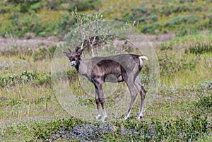 Caribou