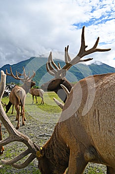 caribous in Alaska Wildlife Conservation Center, Alaska