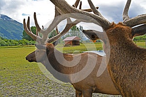 caribous in Alaska Wildlife Conservation Center, Alaska