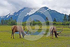 Caribous in Alaska Wildlife Conservation Center, Alaska photo