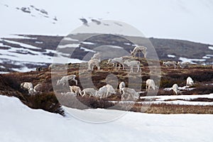 Caribous eating in Dovrjefell mountains