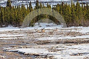 Caribous having a rest in a river bed in Denali National Park, Alaska