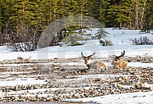 Caribous having a rest in a river bed in Denali National Park, Alaska