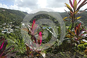 The Caribs. Barbados island.