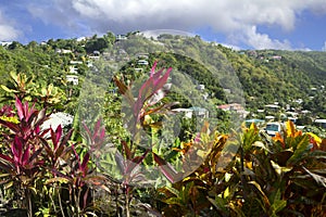 The Caribs. The Island Of Barbados.