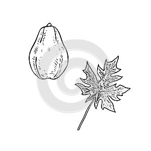 Carica papaya papaw or pawpaw fruit with leaf, hand drawn gravure style, vector sketch illustration