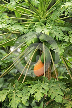 Carica papaya plant with fruits