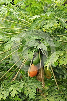 Carica papaya plant with fruits