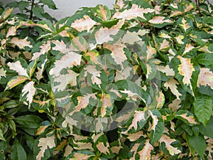 Caricature Plant (Graptophyllum pictum)