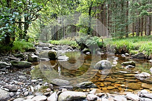 Carie Burn in Tay Forest Park in Scotland.