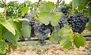 Carignano del sulcis grapes ready for harvest