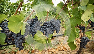 Carignano del sulcis grapes ready for harvest