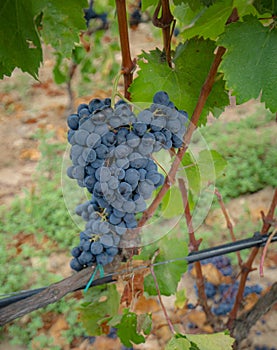 Carignano del sulcis grapes ready for harvest