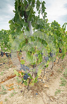 Carignano del sulcis grapes ready for harvest