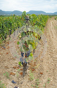 Carignano del sulcis grapes ready for harvest