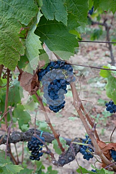 Carignano del sulcis grapes ready for harvest