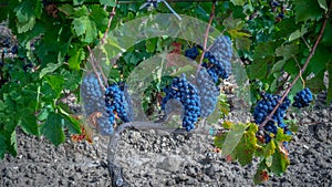 carignano del sulcis grapes ready for harvest