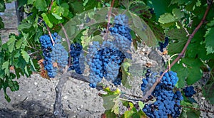 carignano del sulcis grapes ready for harvest