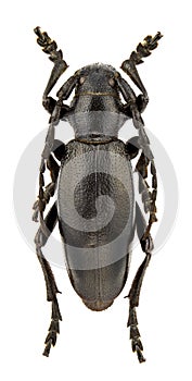 Carinatodorcadion aethiops