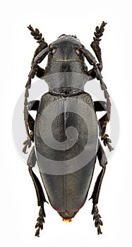 Carinatodorcadion aethiops