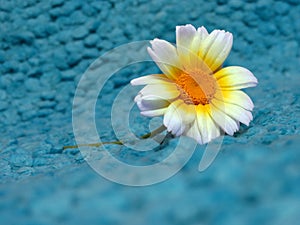 Carinatum flower close-up on a rug.