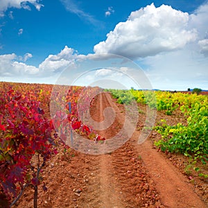 Carinena and Paniza vineyards in autumn red Zaragoza Spain photo