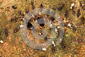 The caring ants regularly ventilate their larvae.