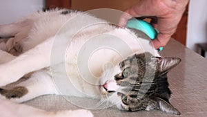 Caring for cat fur. Hand combing by comb cat. Man brushing hair and brush fur comb of cat on table. Cats enjoy with her owner.