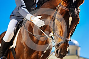 Caring equestrian calming his favorite horse before horserace