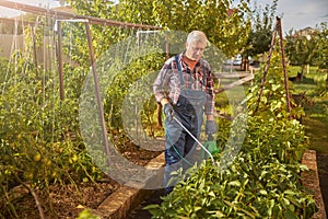 Caring farmer spraying his plants from a tank