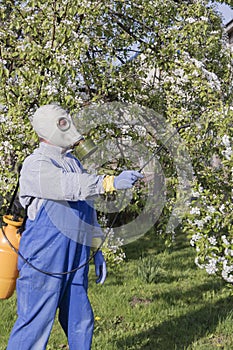 Caring for fruit trees, gardening. Gardener sprinkles trees