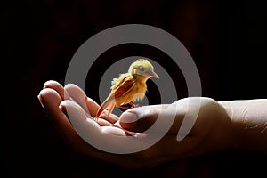 Caring hand supports a chirping canary, portraying harmony and kinship.