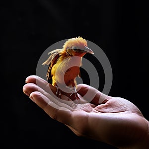 Caring hand supports a chirping canary, portraying harmony and kinship.