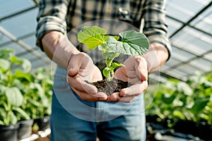 Caring Hands Presenting a Cucumber Seedling