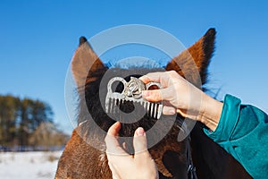 Caring for a horse. Combing the special mane comb on the horse`s head