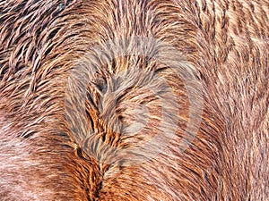 Caring for horse in winter, warm thick fur photo