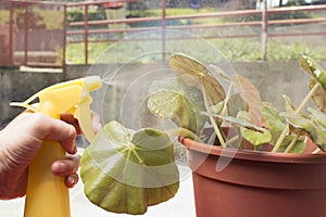 Caring for house plant begonia manicata.