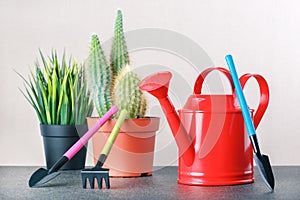 Caring for indoor plants. Hobby. cactus, succulent plant and tools