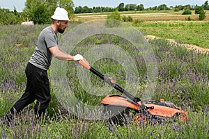 Caring for a lavender field, a man mows the grass with an electric lawnmower. Lithium Ion battery powered Electric Lawn