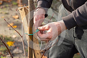Caring male gardener's hands tying newly planted tree with a rope to the peg so it did not break. Close-up