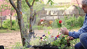 Caring male hands hold a seedling of a flower with a red bud.