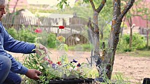 Caring male hands hold the seedlings of a flower with a rose bud.