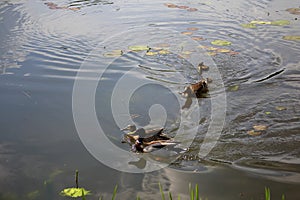 Caring mother duck drives a ducks couple away from her ducklings