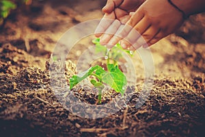 Caring for a new life. Watering young plants. The child`s hands.