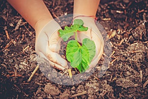 Caring for a new life. Watering young plants. The child`s hands.